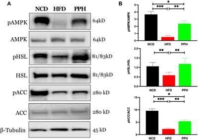 Frontiers | Porphyran From Porphyra Haitanensis Alleviates Obesity By ...